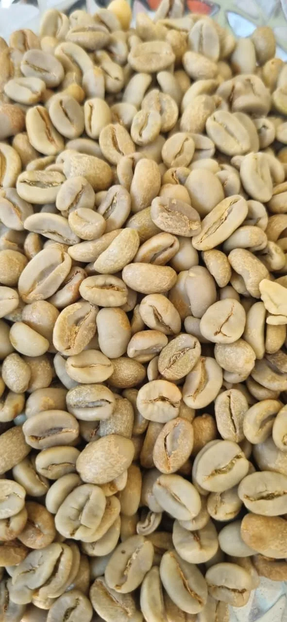 Close view of Flores Bajawa green coffee beans during quality inspection