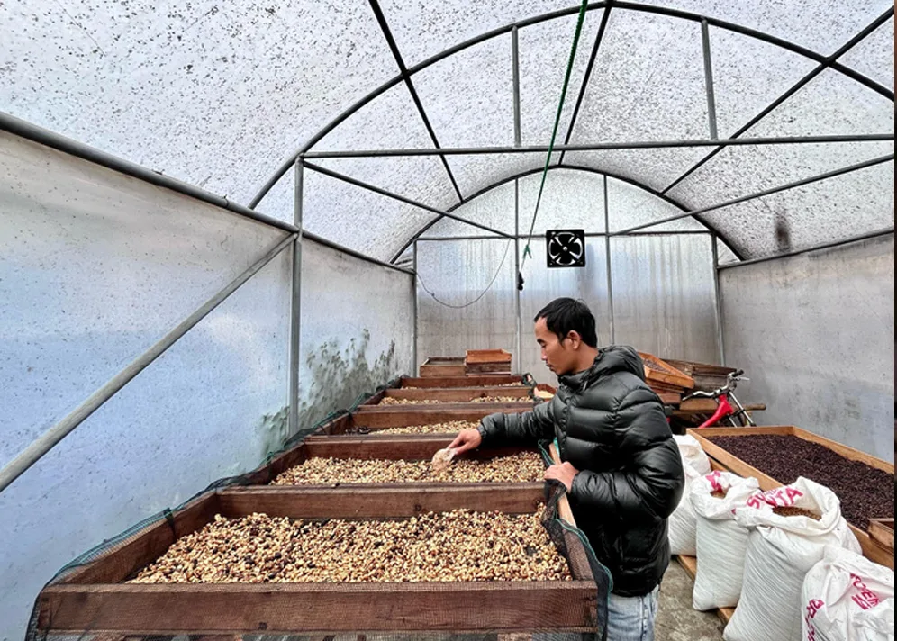 Coffee producer sorting beans on raised beds inside a drying house