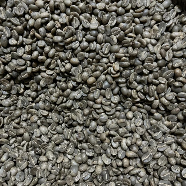 Actual Flores Bajawa Arabica green coffee beans supplied by Rimba Coffee House